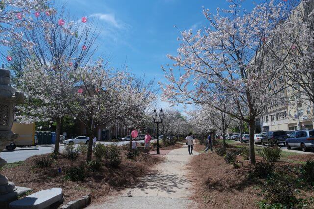 Here is when you can see cherry blossoms in Macon