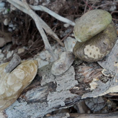 Cladopora and Petoskey stones from Lake Michigan
