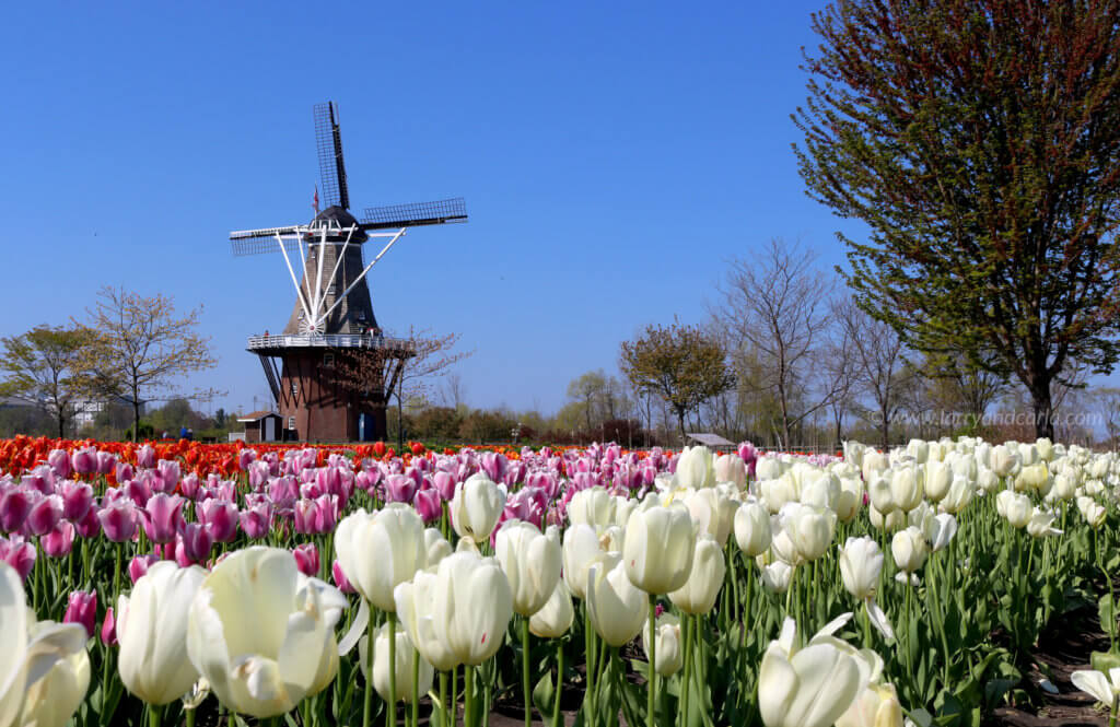 tulips, windmill